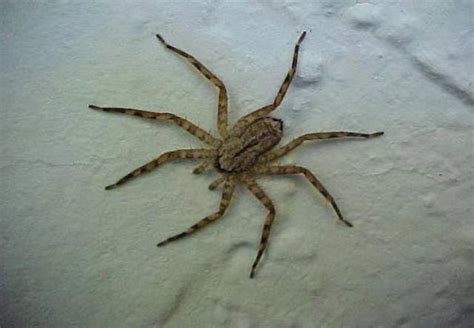 鬥魚擋煞 家裡的大蜘蛛